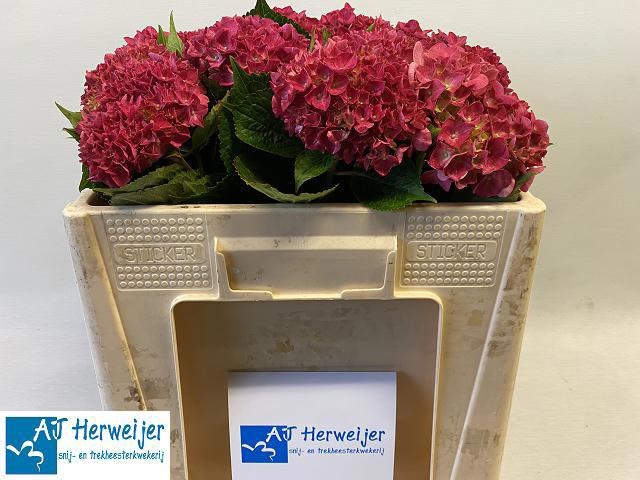 Hydrangea Rodeo Dark Pink 50cm 10Ø