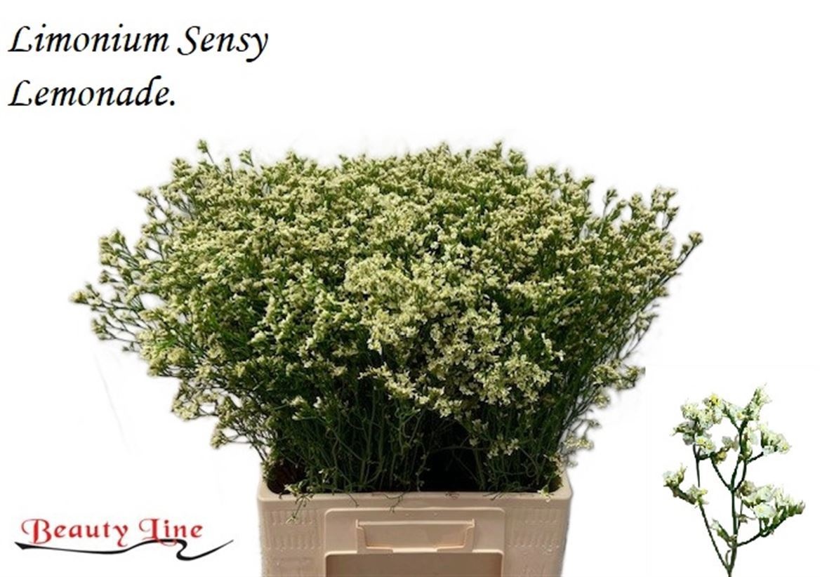 Limonium Sin Sensy Lemonade 70cm 20gram