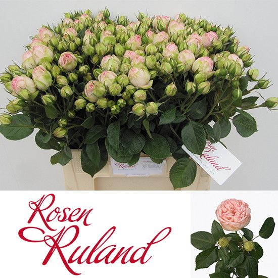 Rosa Spr Charming Piano 60cm