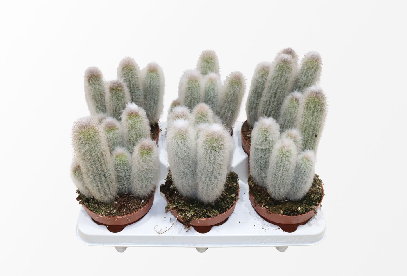 Picture of Austrocephalocereus Dybowskii P12 18cm