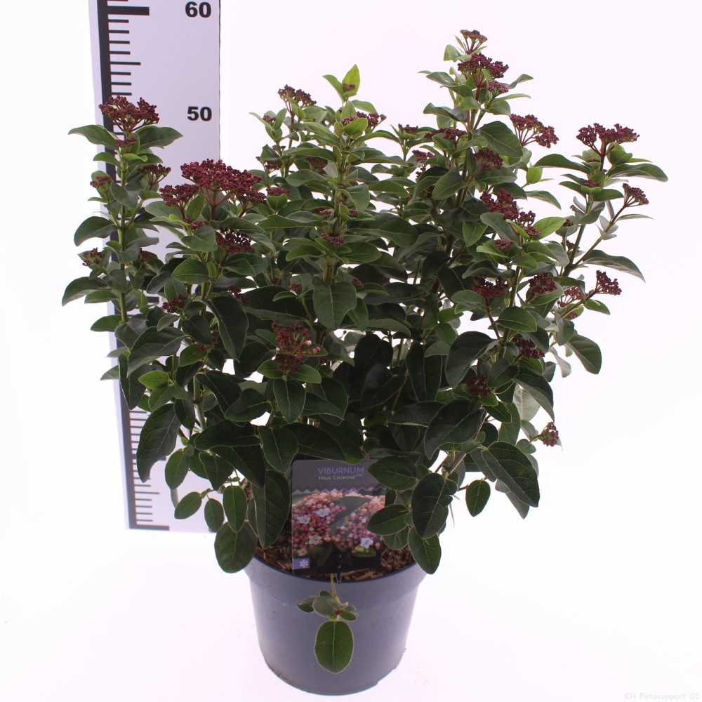 Picture of Viburnum tinus 'Lisarose'