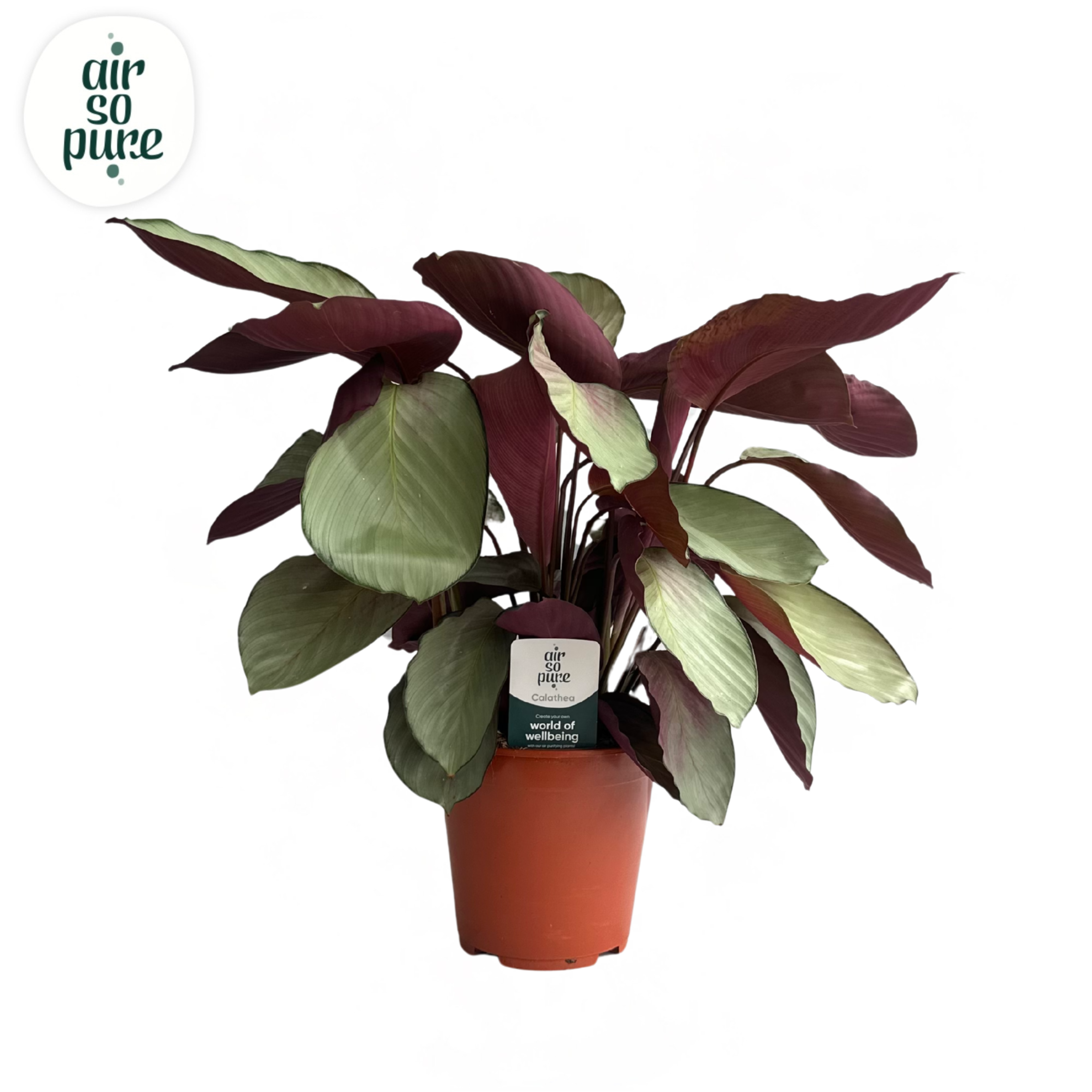 Calathea Silver Plate | Hamiplant