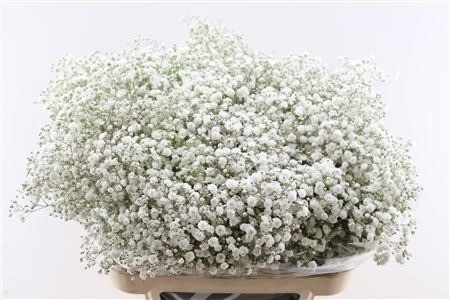 Gypsophila Xlence White 80cm 40gram