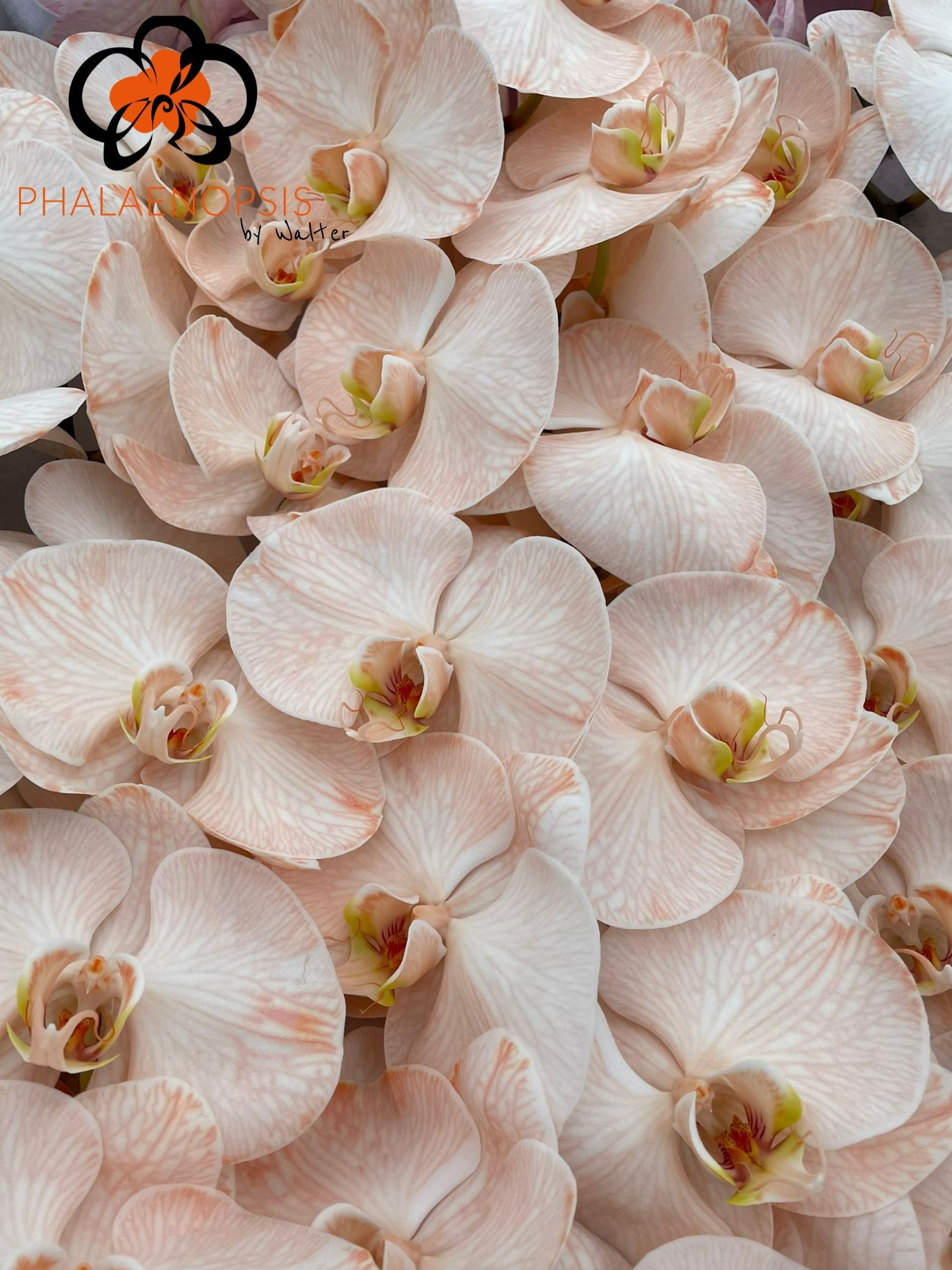Phal Coloured Peach