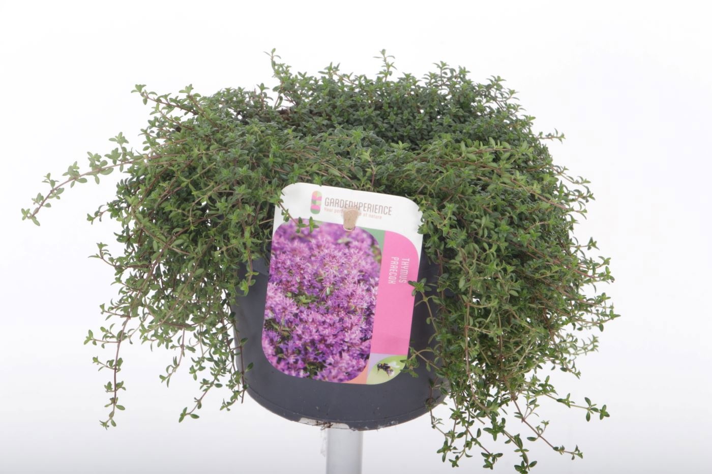 Thymus praecox 'Red Carpet'