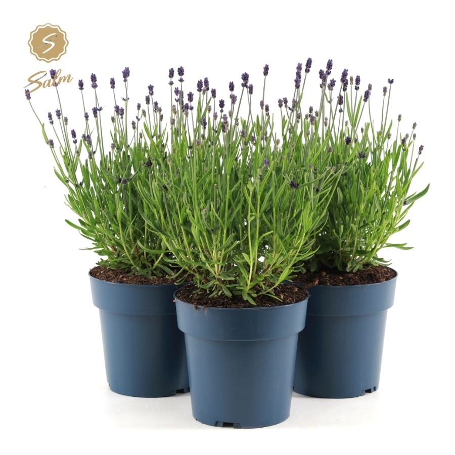 Picture of Lavandula ang. 'Felice'® Collection P15