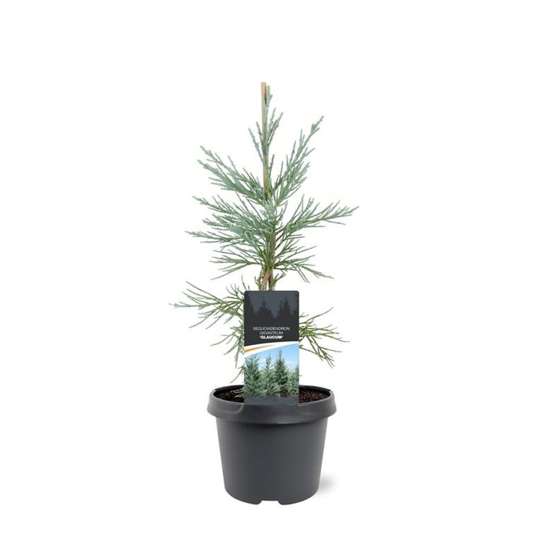 Sequoiadendron giganteum 'Glaucum'