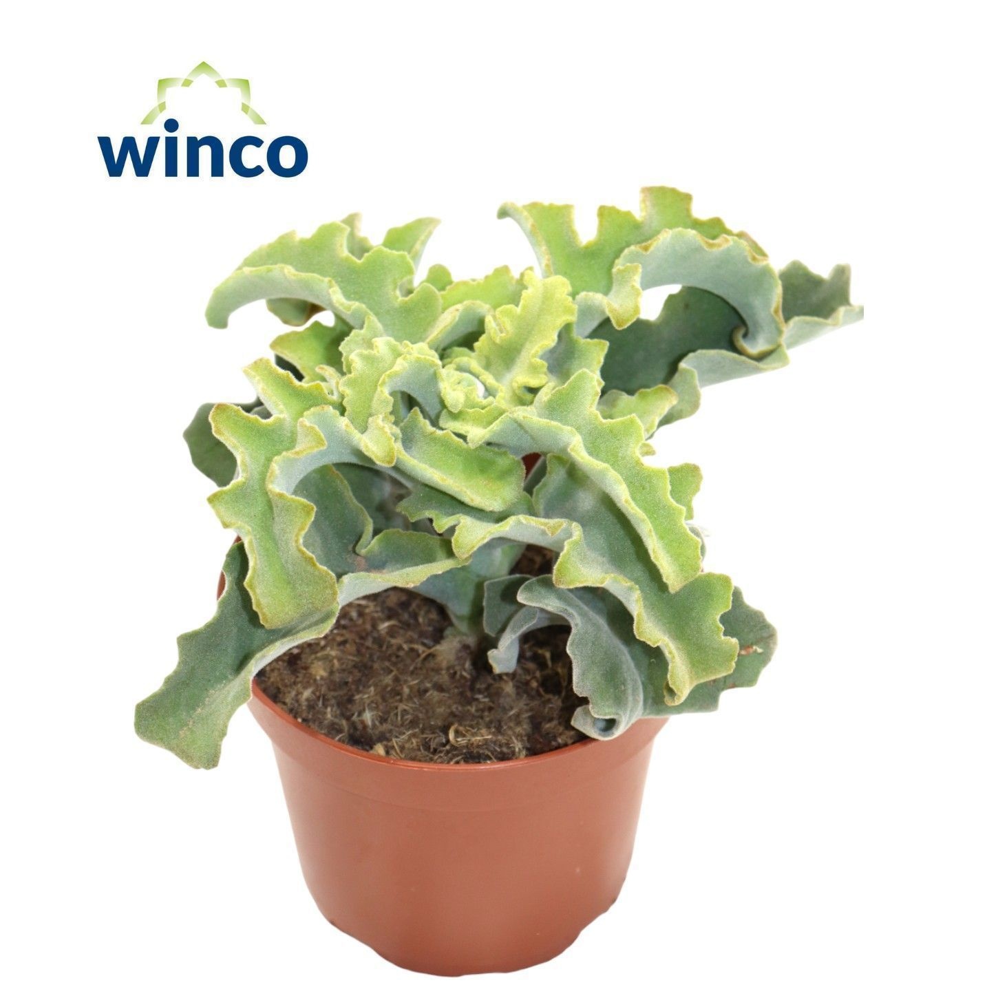 Kalanchoe Ov 12P 18H