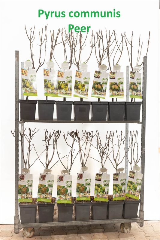 Pyrus Mix Patiobomen Mix Pyrus ( PEER )