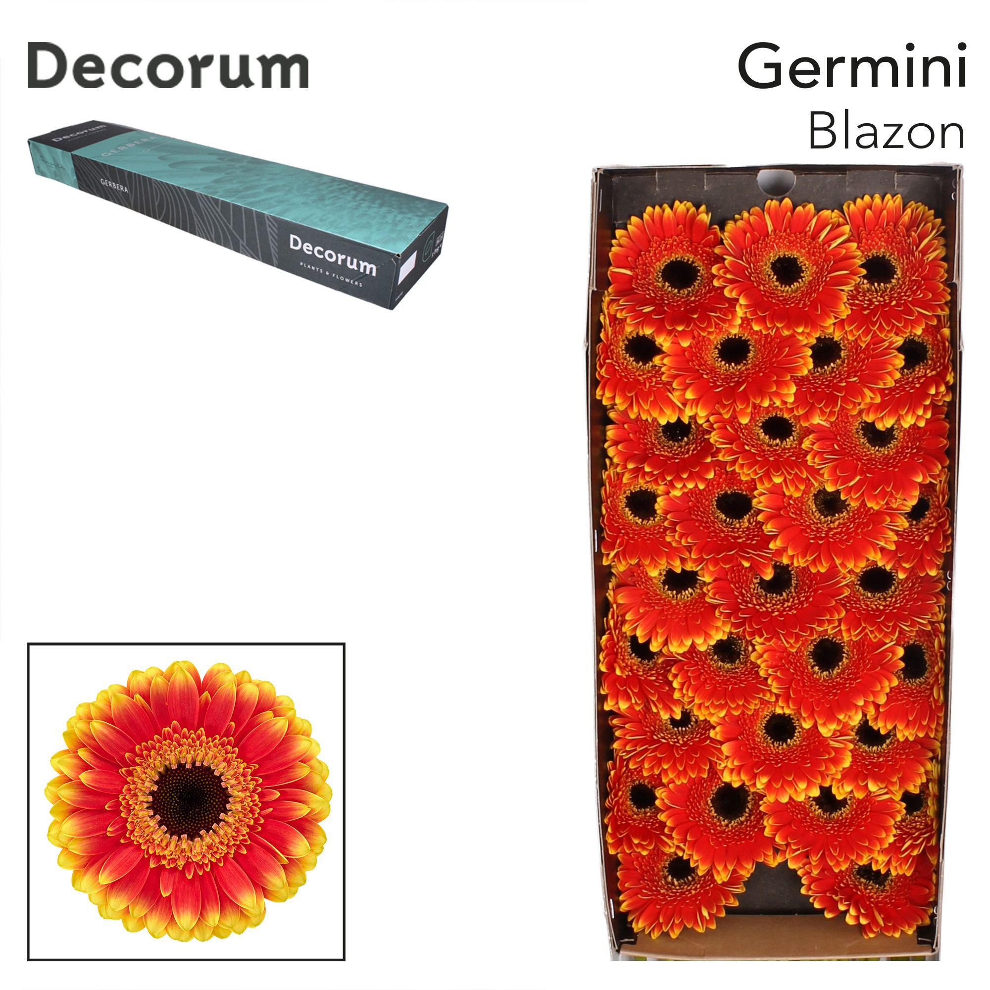 Germini Blazon Doos