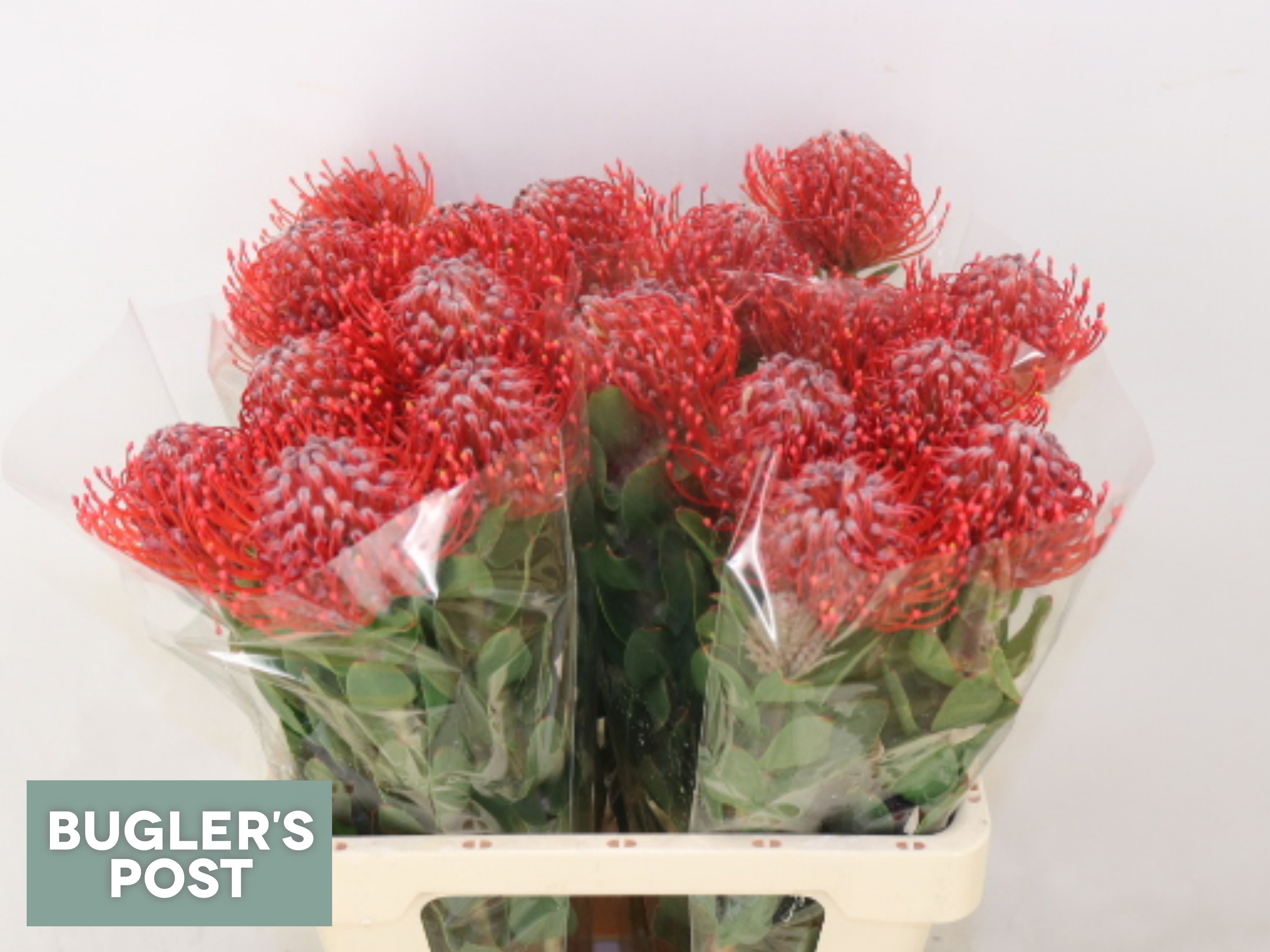 Leuco Ay Red Pepper 60cm