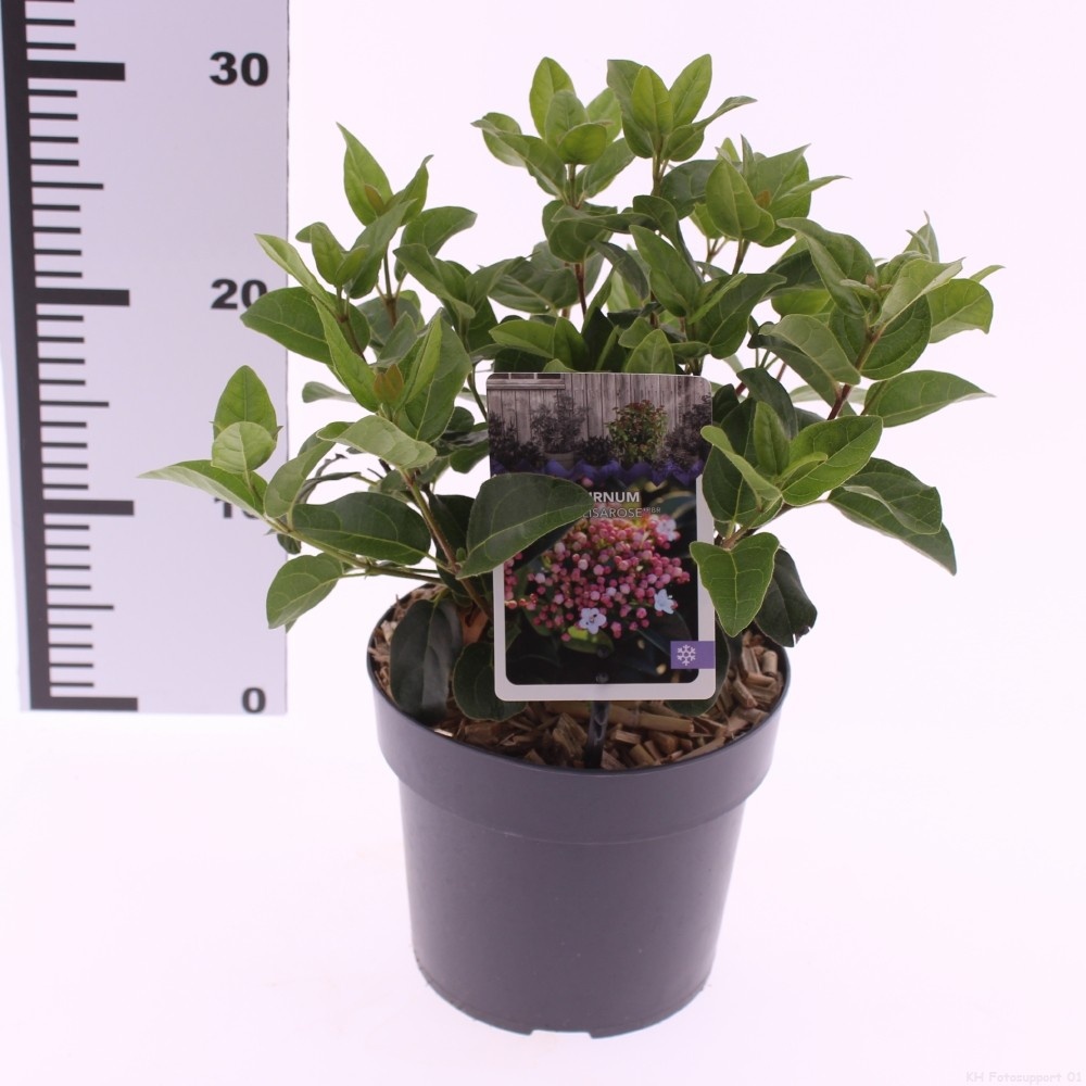 Picture of Viburnum tinus 'Lisarose'
