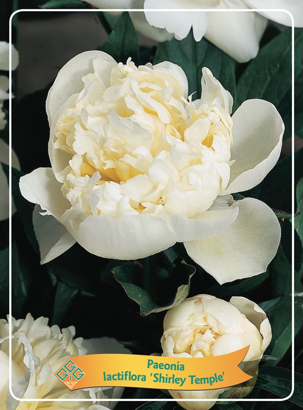 Picture of Paeonia Lactiflora Mix CC P11