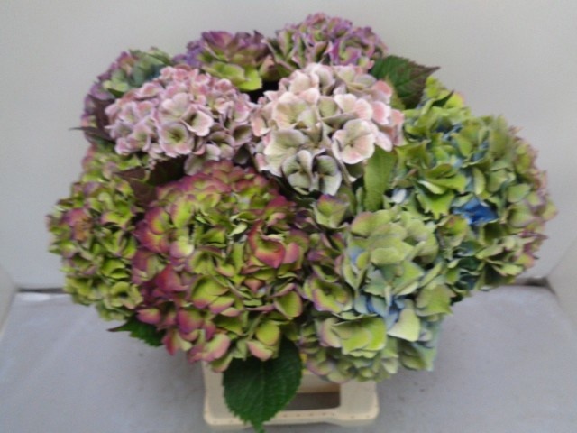 Hydrangea Royal Love Classic Blue 60cm 16Ø