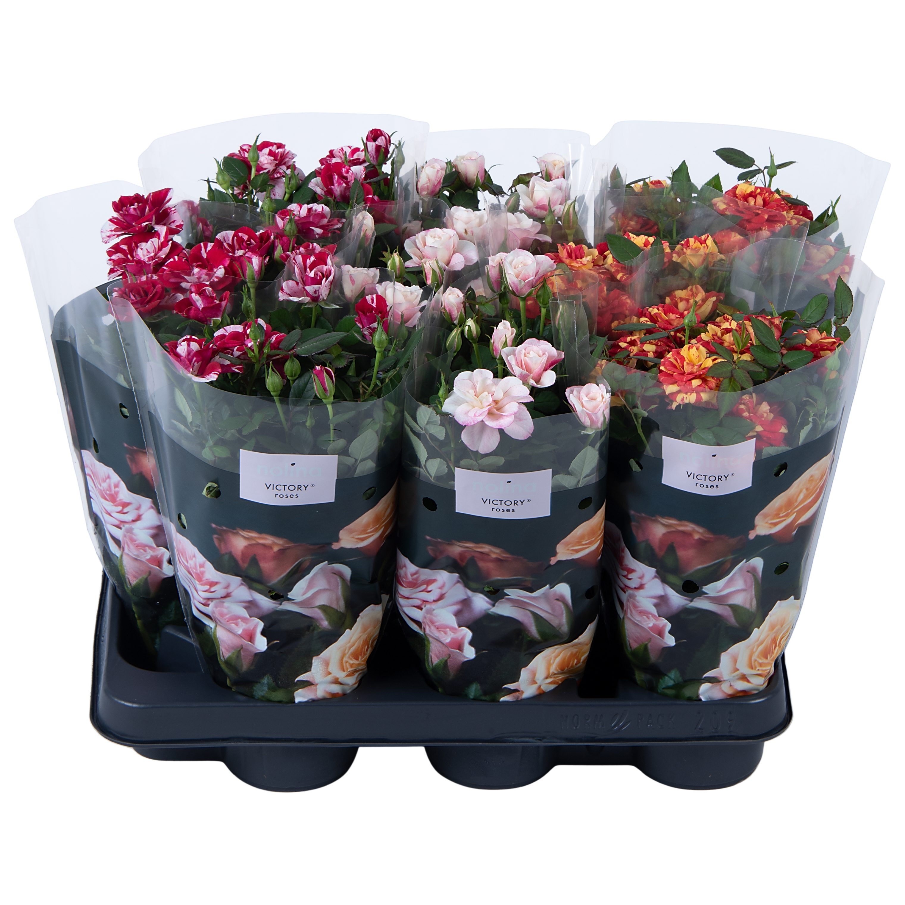 Picture of Rosa Special Roses varieties st 1-2 P10.5 30CM