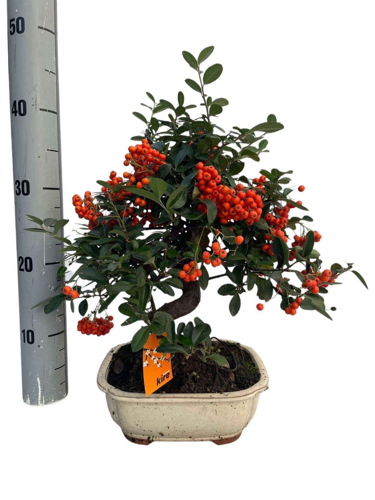 Bonsai mixed BONSAI GEM | Gardenline