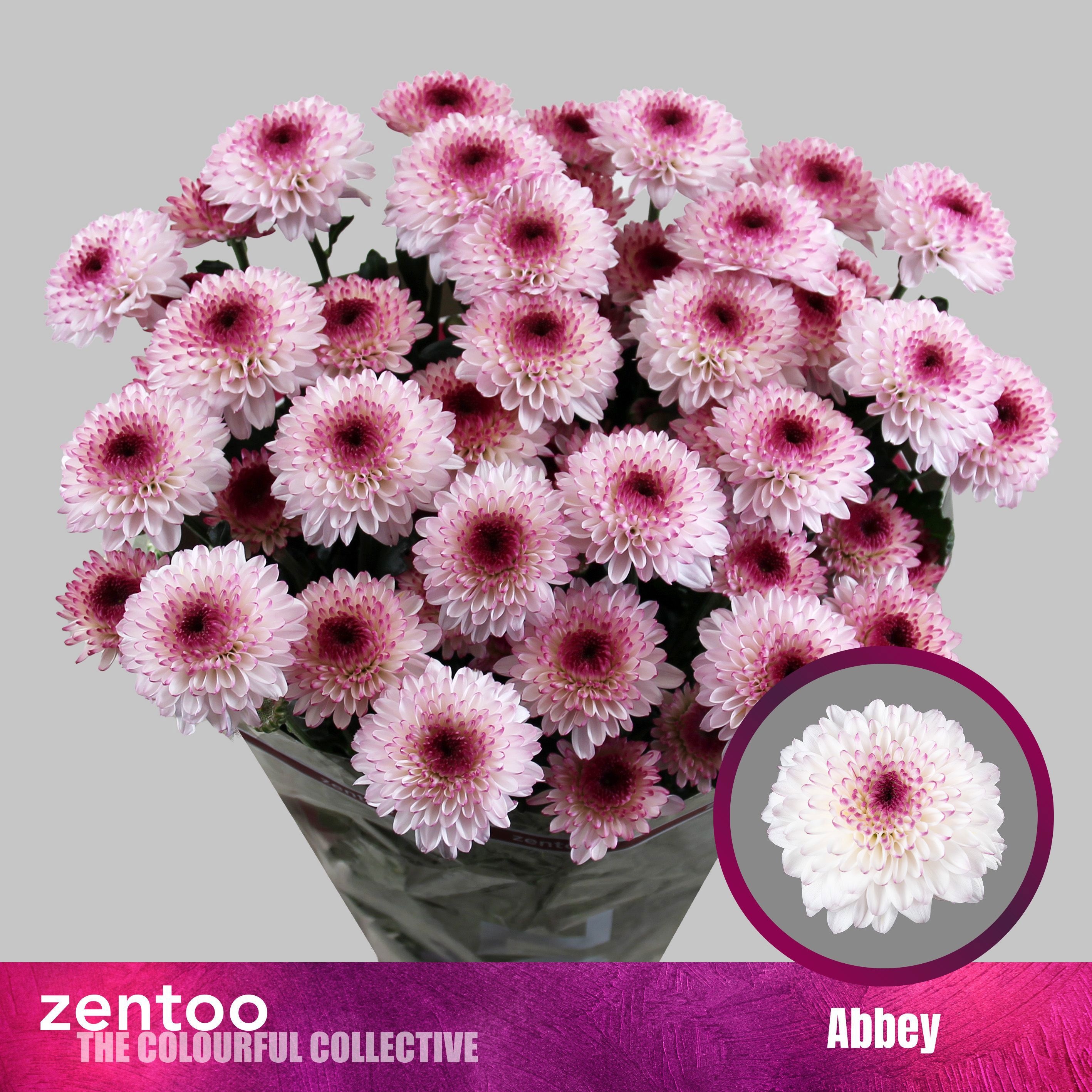 Chrys Spray Abbey 70gram