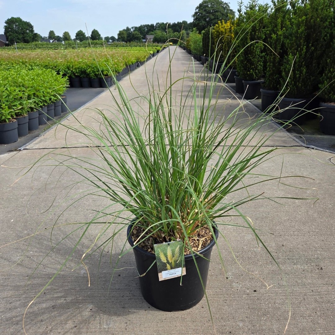 Cortaderia selloana 'Pumila'