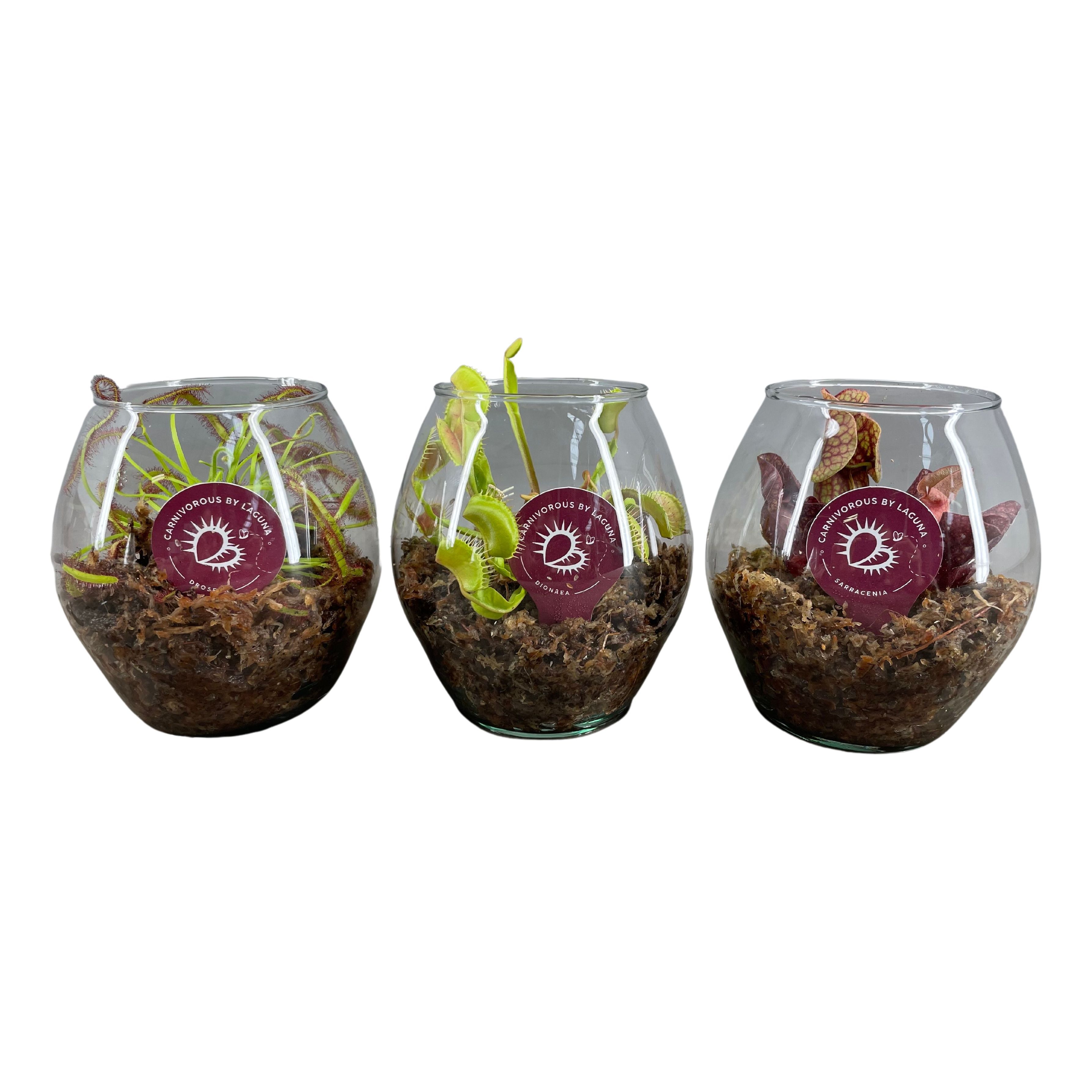 Vleesetende Planten 13P 12H
