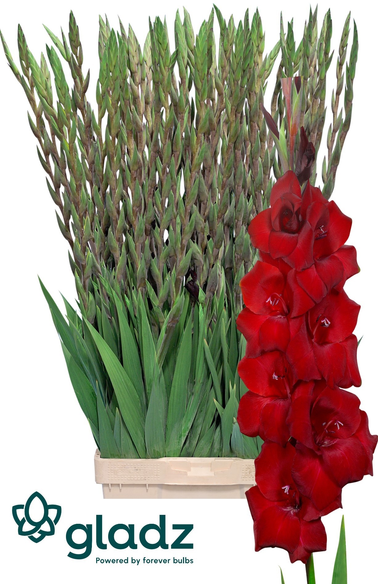 Gladiolus Fat Boy 120cm 200gram