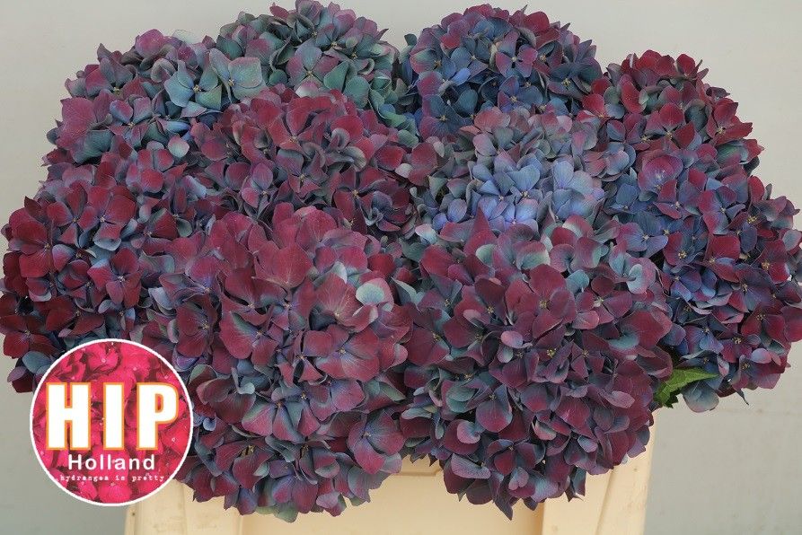 Hydrangea Pimpernel Classic 50cm 20Ø