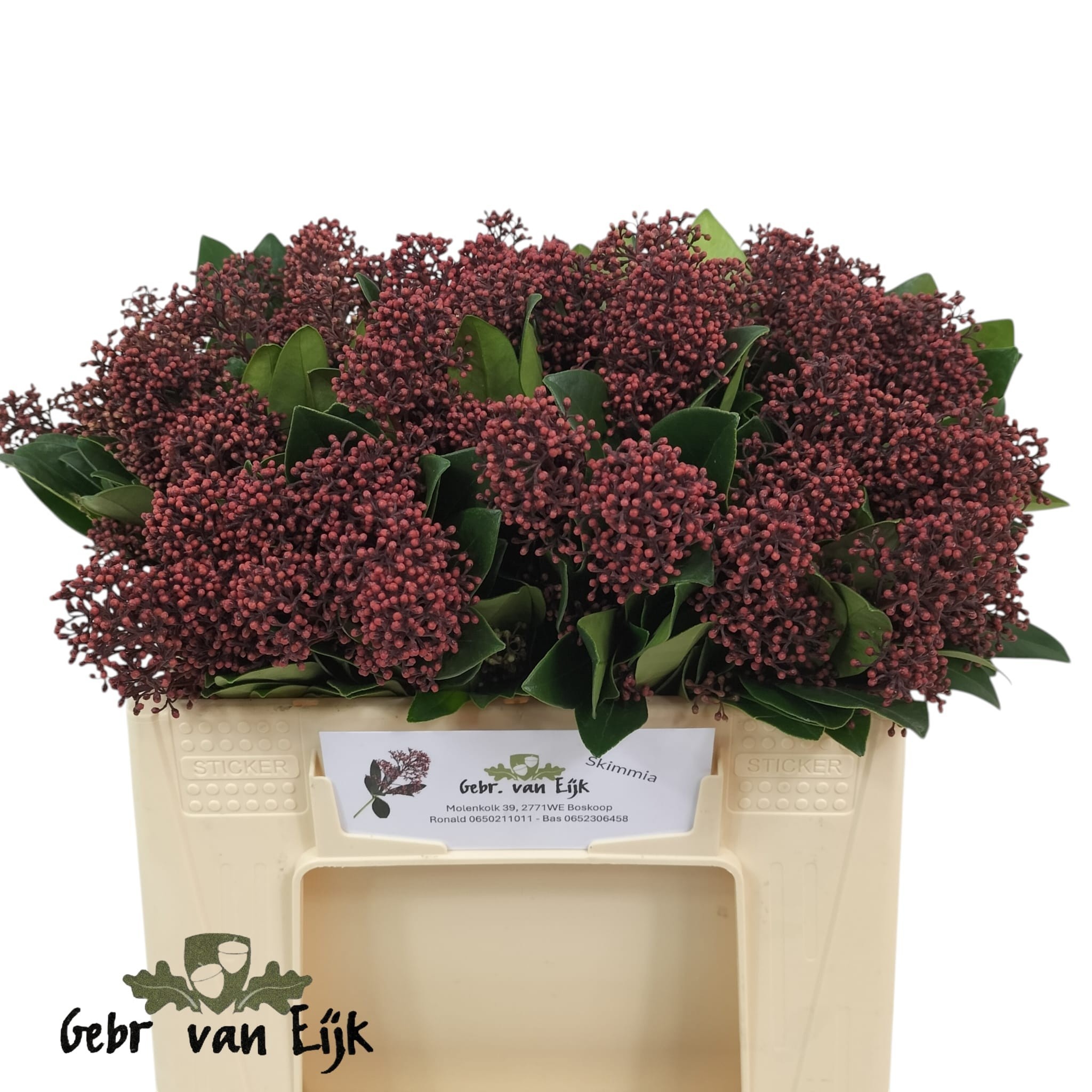 Skimmia Japonica Rubella 35cm