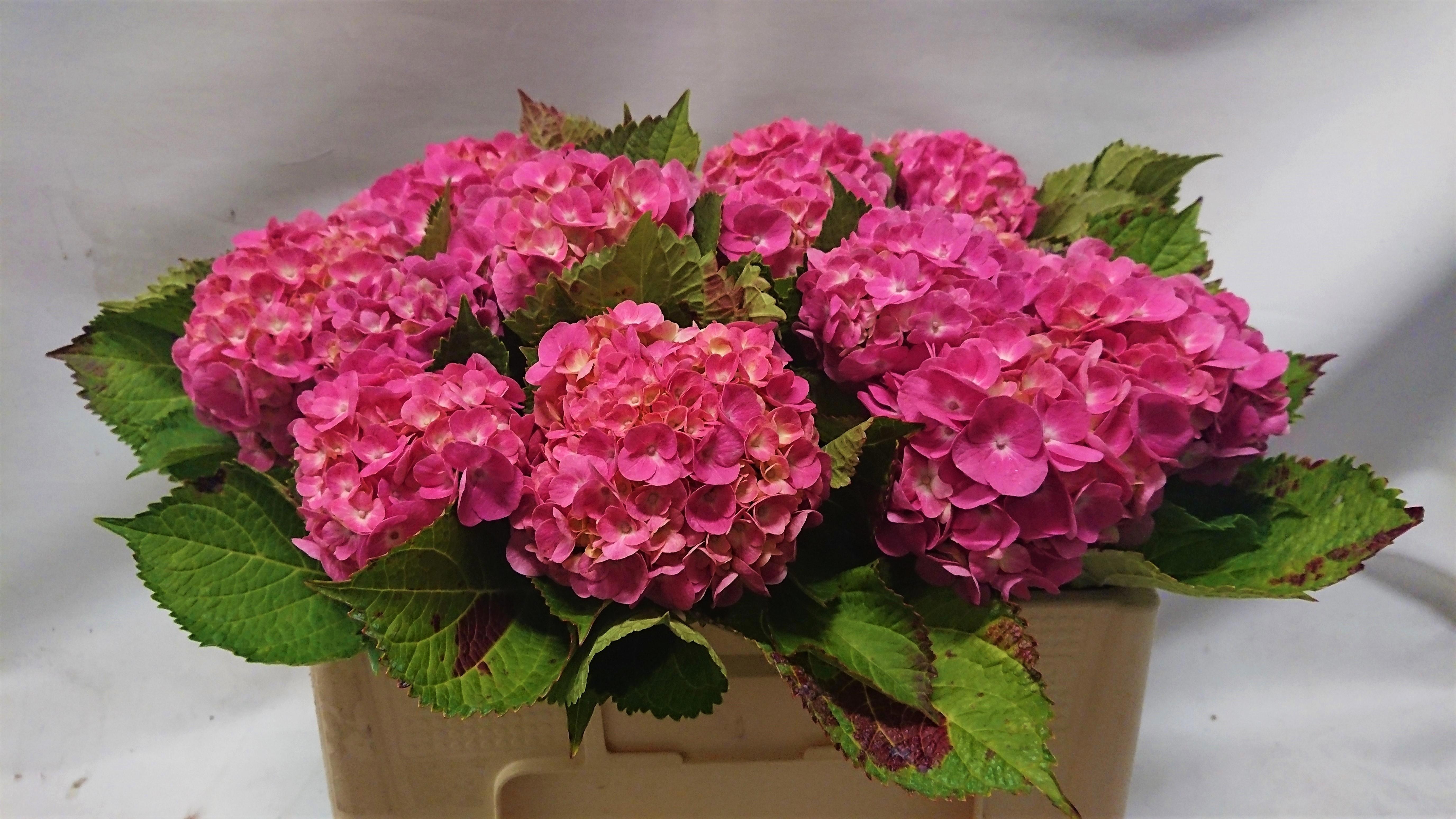 Hydrangea Bodensee Pink 45cm 12Ø