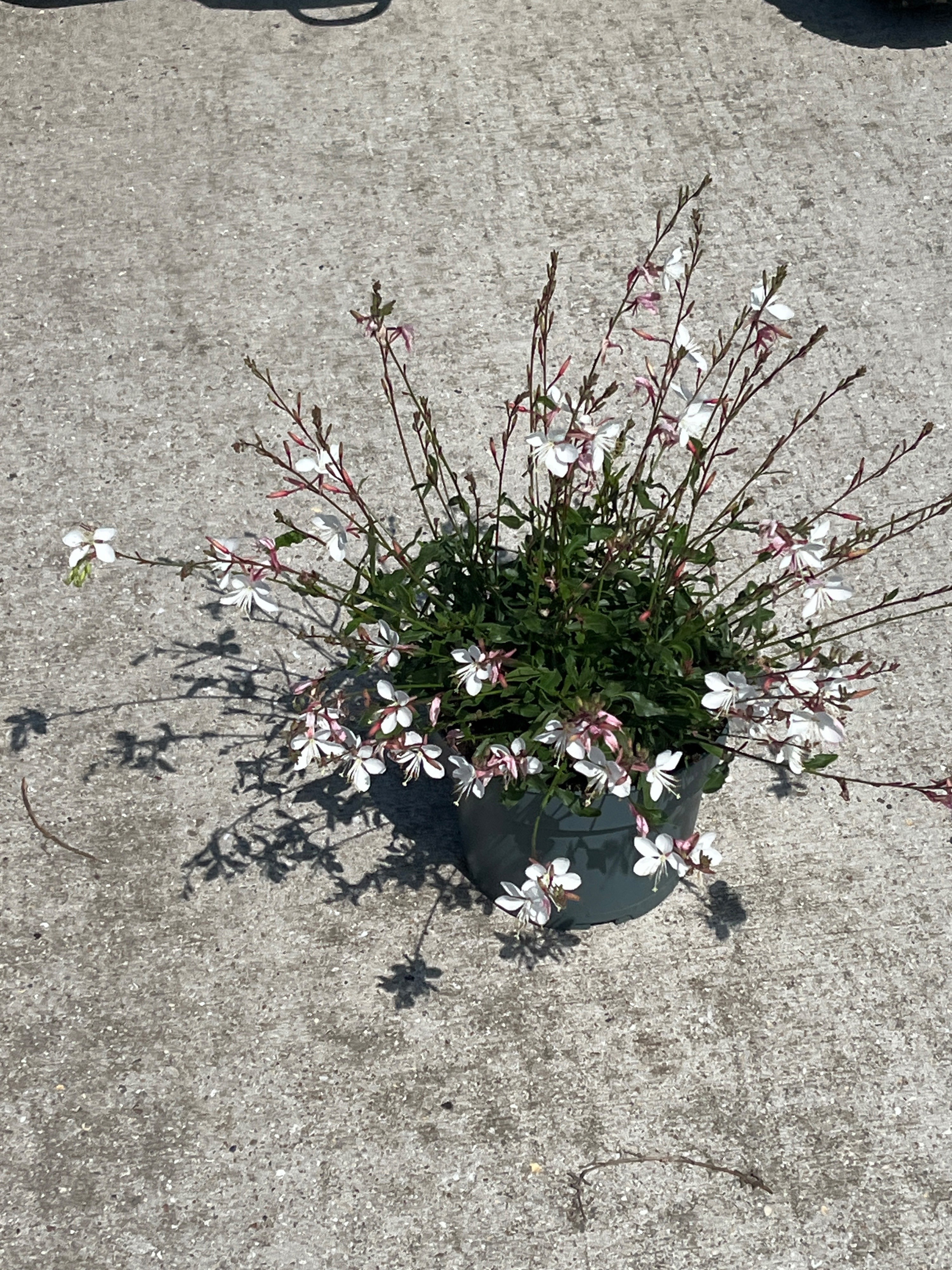 Gaura Ellura white