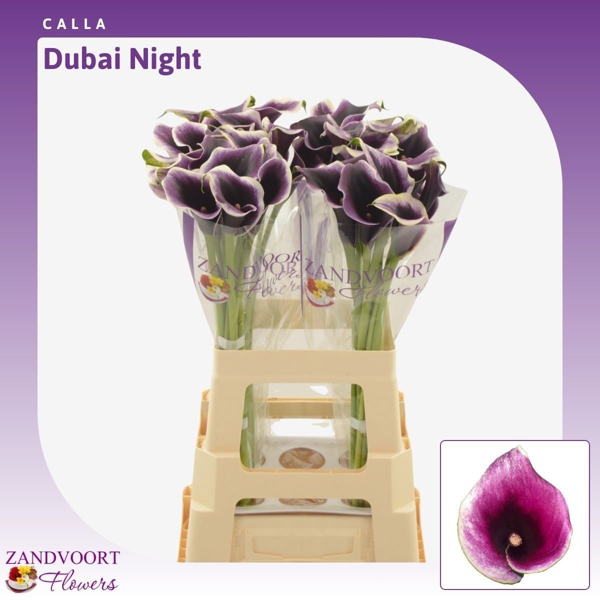Calla Dubai Nights 65cm