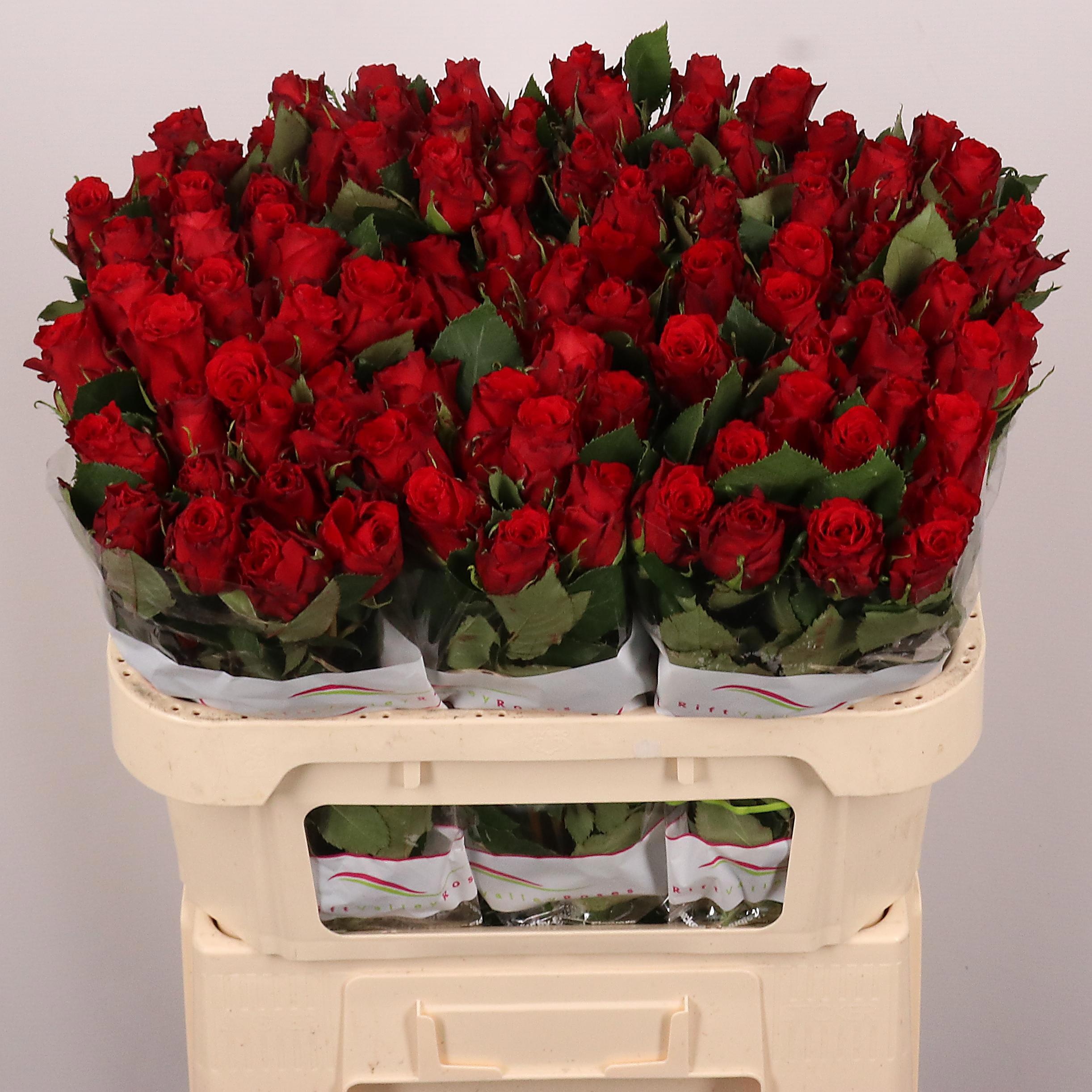 R Gr Red Torch