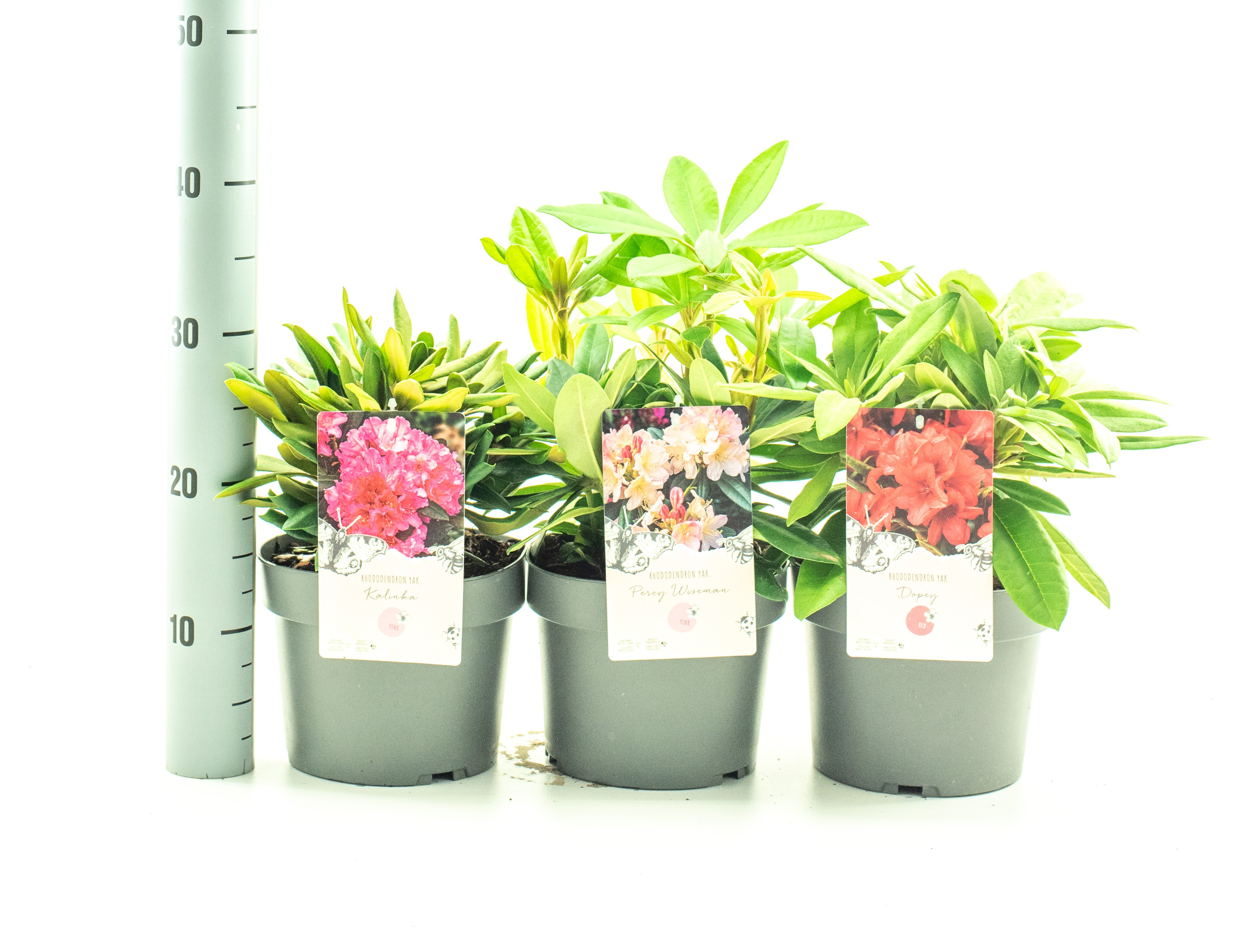 Picture of Rhododendron YAK in soorten P19 (3 Ltr)