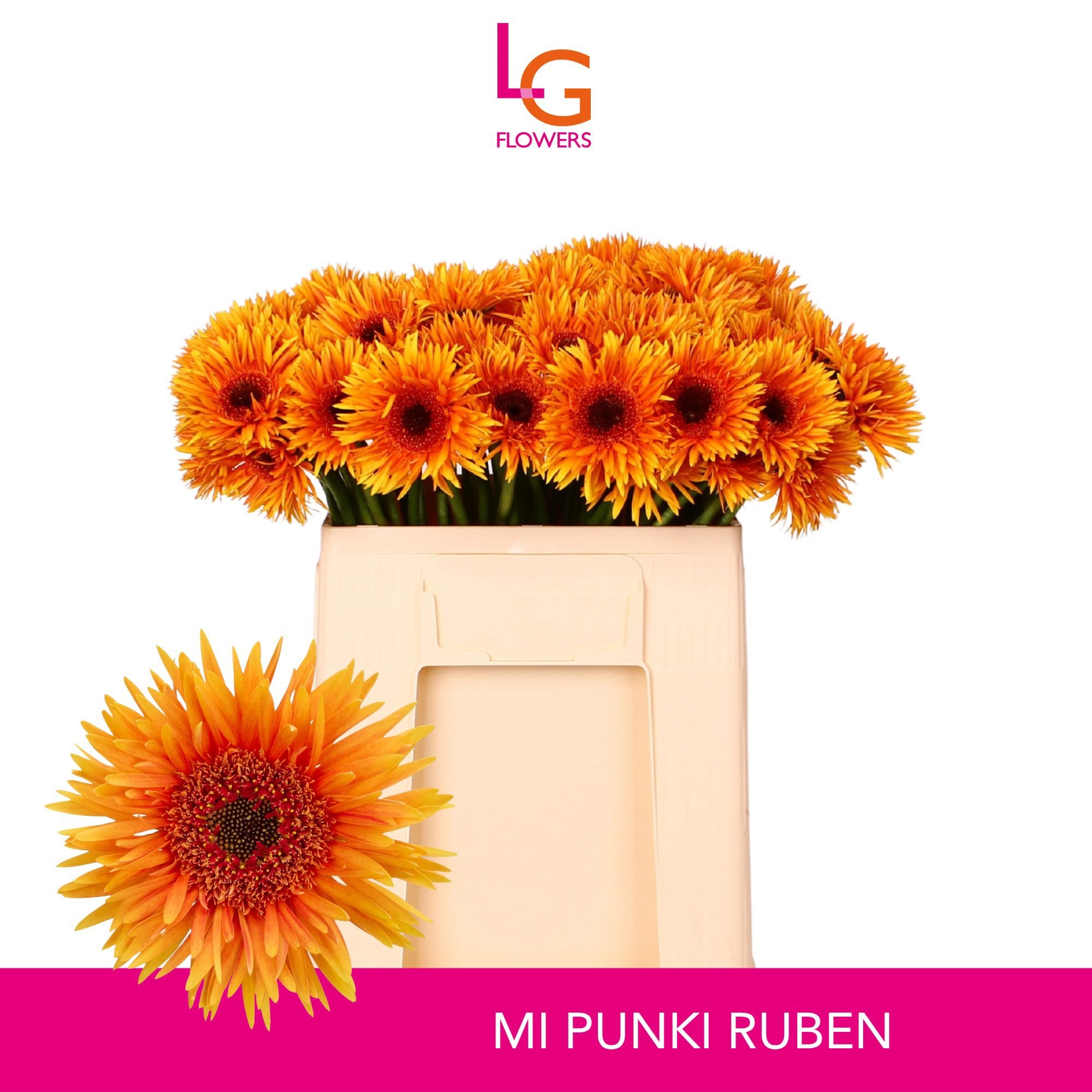 Ge Ms Punki Ruben