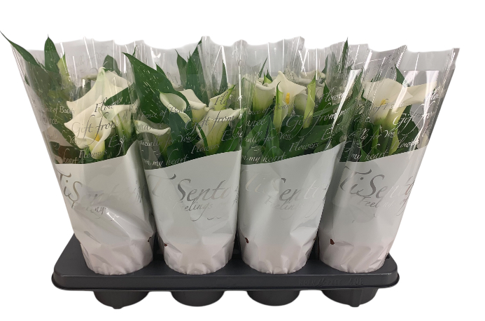 Picture of Zantedeschia (Calla) White Tissento P13 20CM