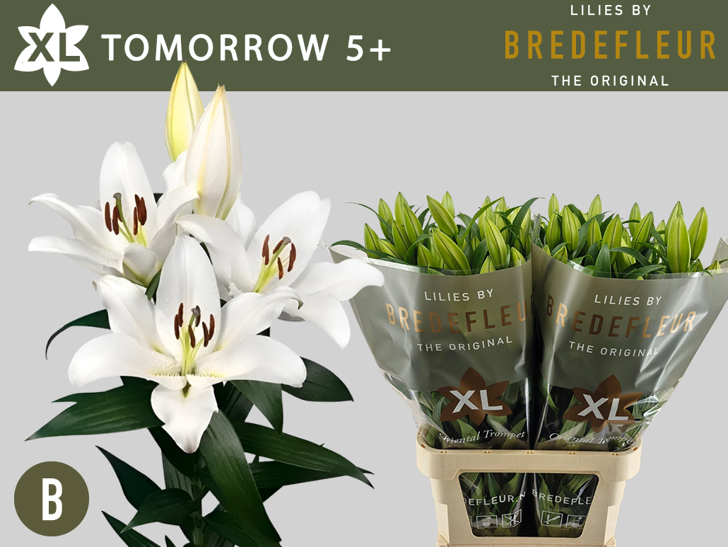 Lilium Ot Tomorrow 100cm 5/7bl