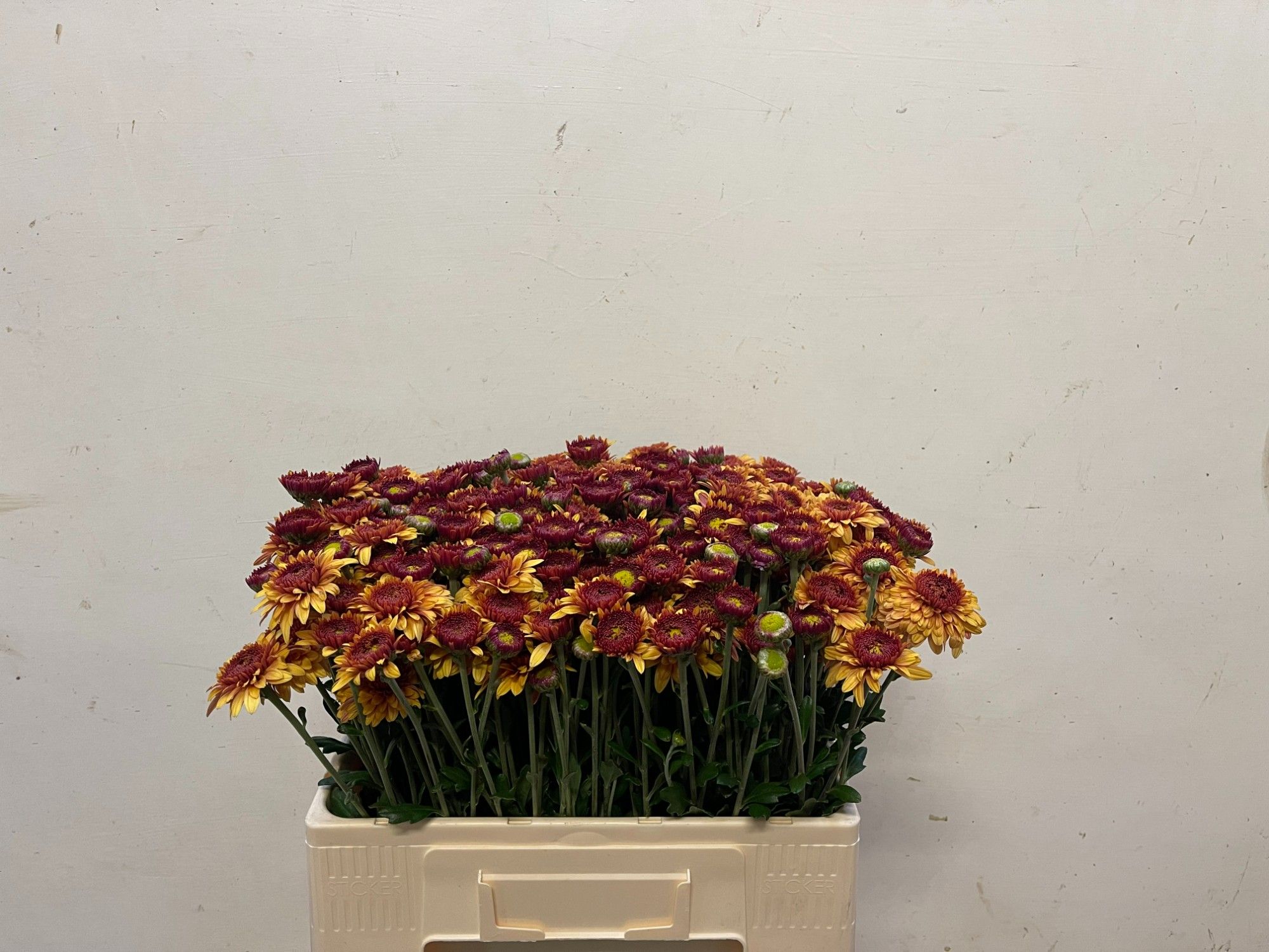 Chrysant Tbu Beppie Bronze 50cm 60gram