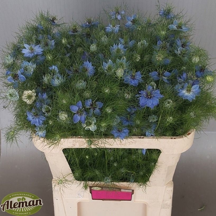 Nige D Artist Blue 70cm