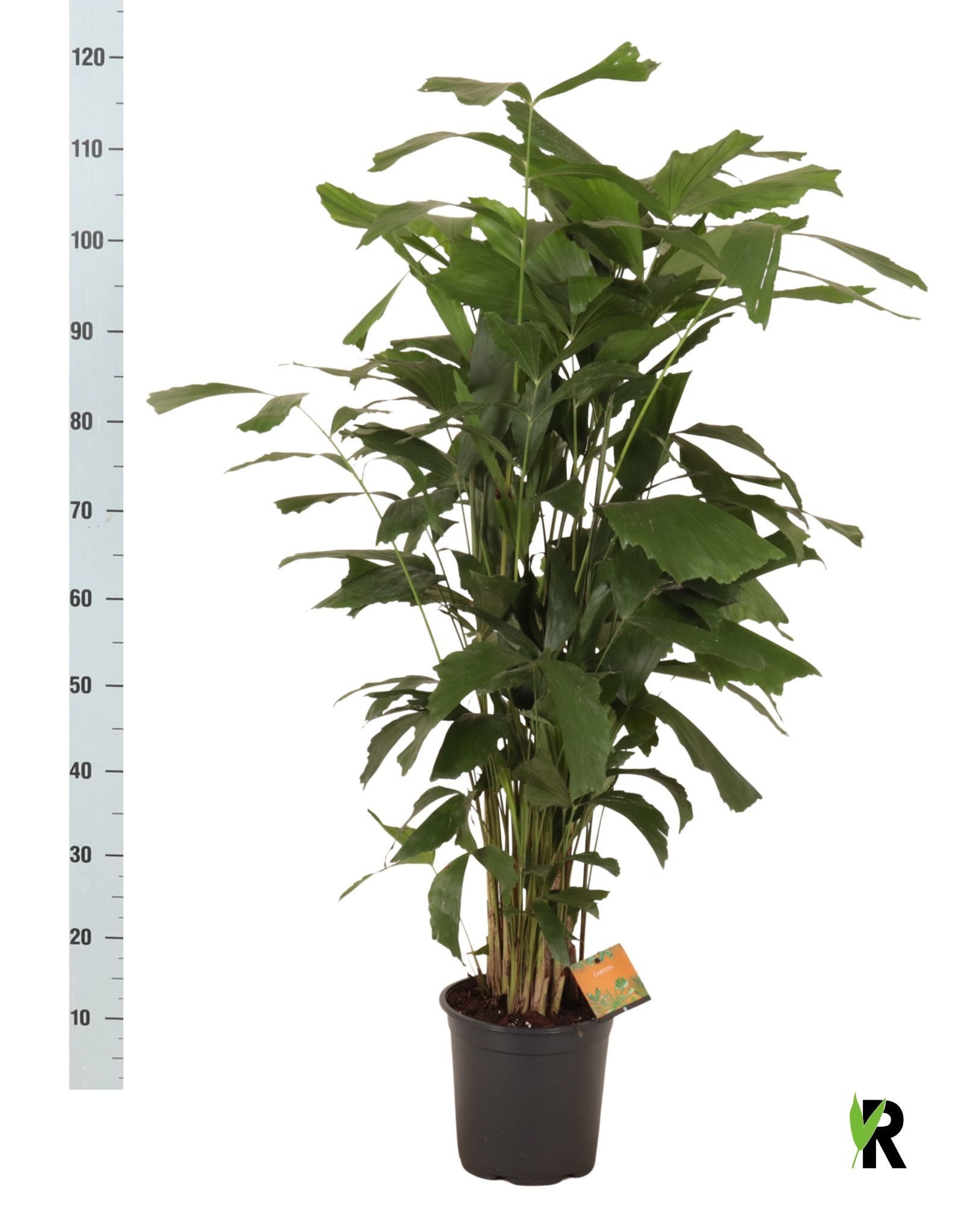Caryota 21Ø 120cm