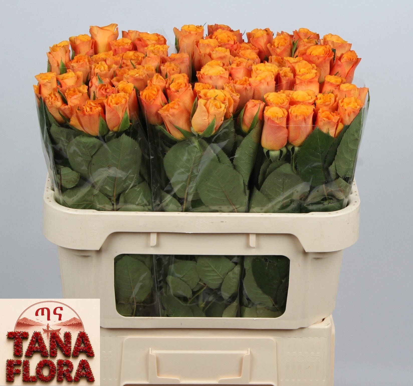 Rosa Confidential 70cm