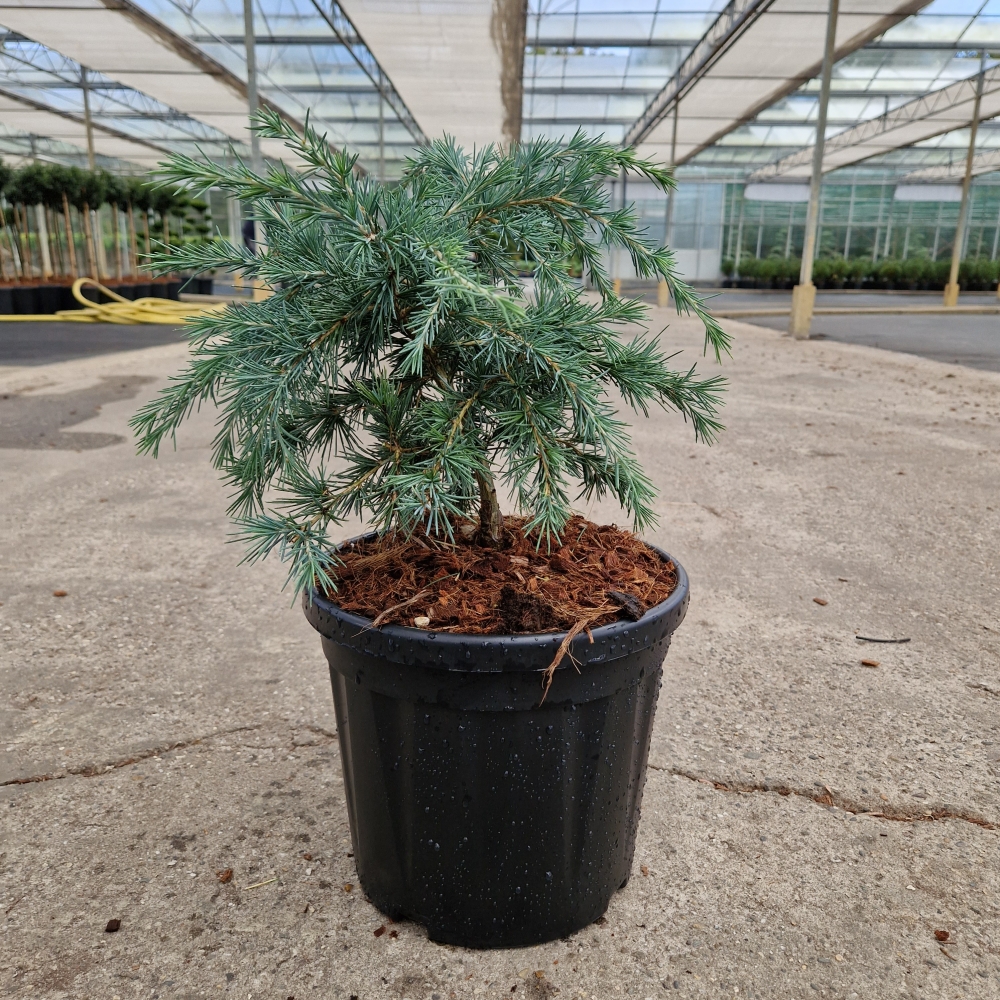 Picture of Cedrus deodara Feeling Blue C8 30/35 (LOOSE)