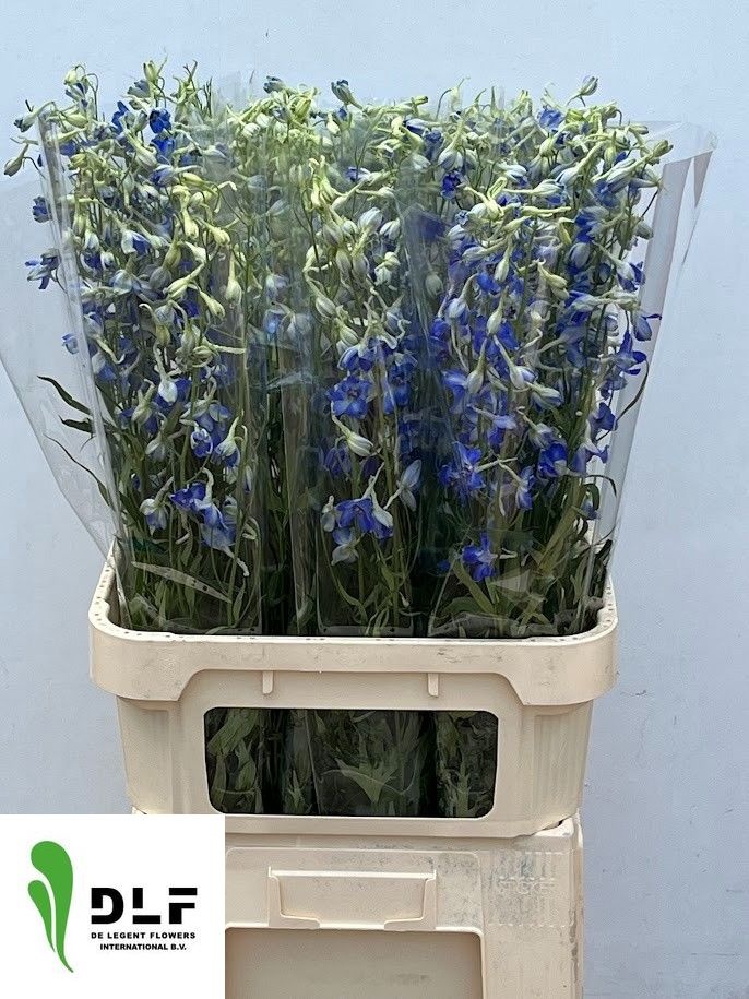 Delphinium Volkenrfrieden 90cm