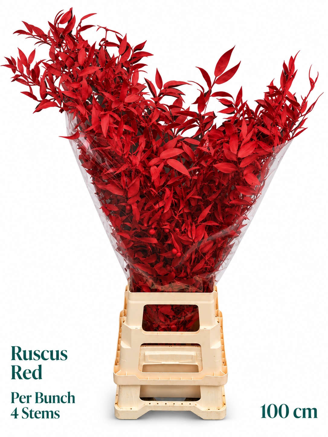 Ruscus Color Treated