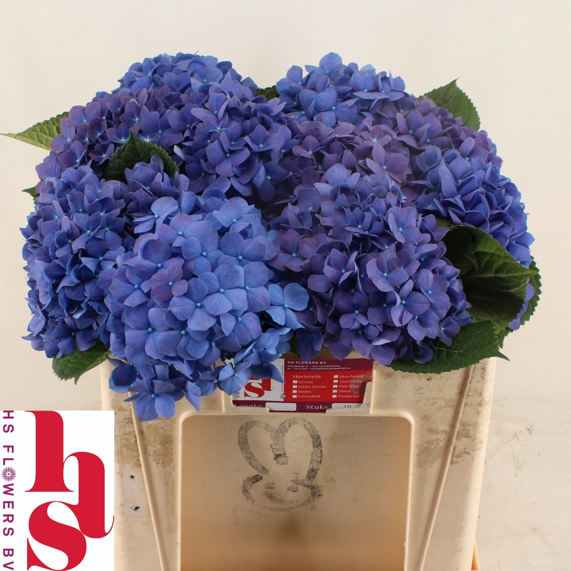 Hydrangea Pimpernel 50cm 17Ø