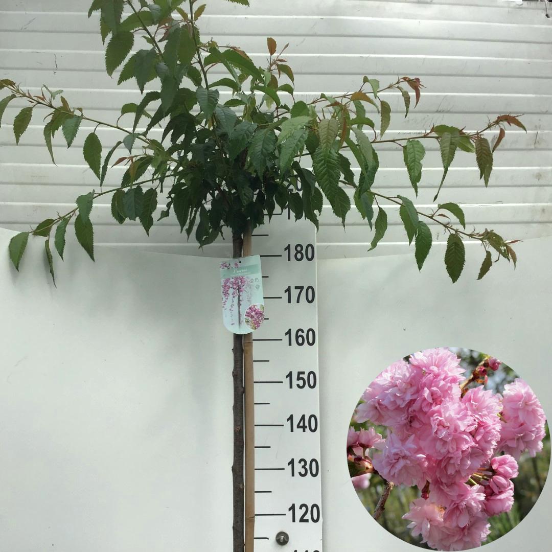 Picture of Prunus Kiku-shidare-zakura P29 (10 Ltr) 180/STD