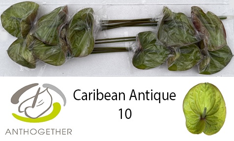 Anth A Caribean Anti 15Ø