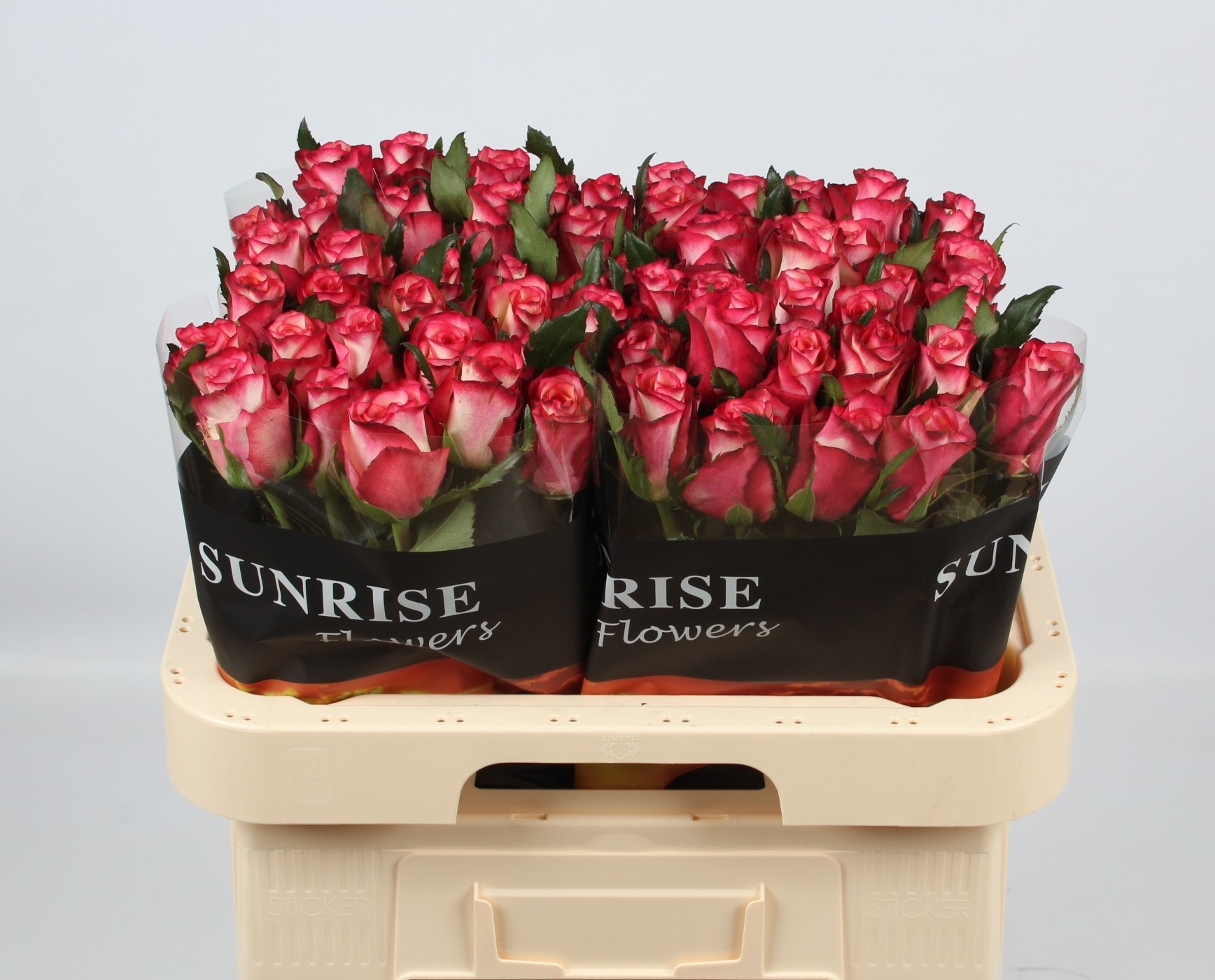 Rosa Spark Condor 60cm