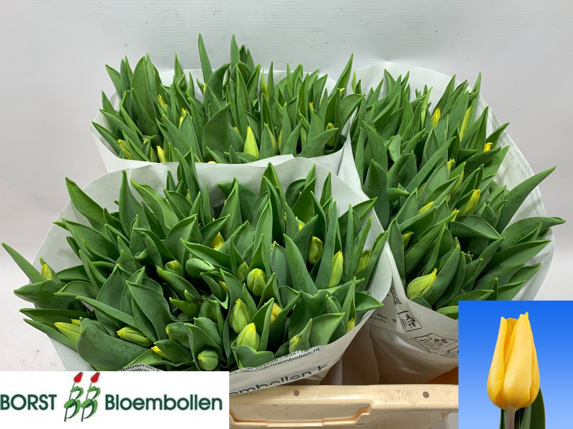 Tulipa Strong Gold 36cm 30gram