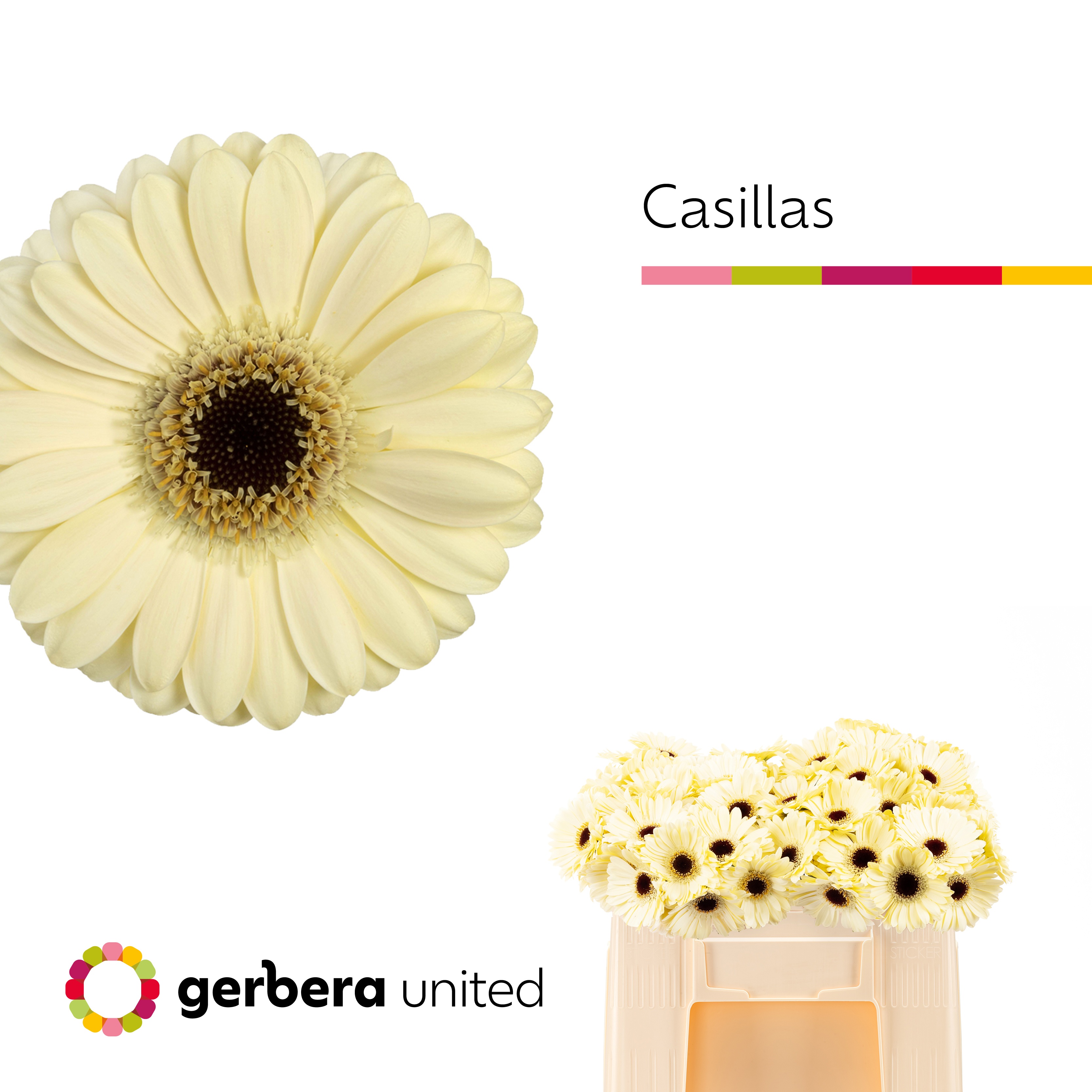 Gerbera Mini Casillas+
