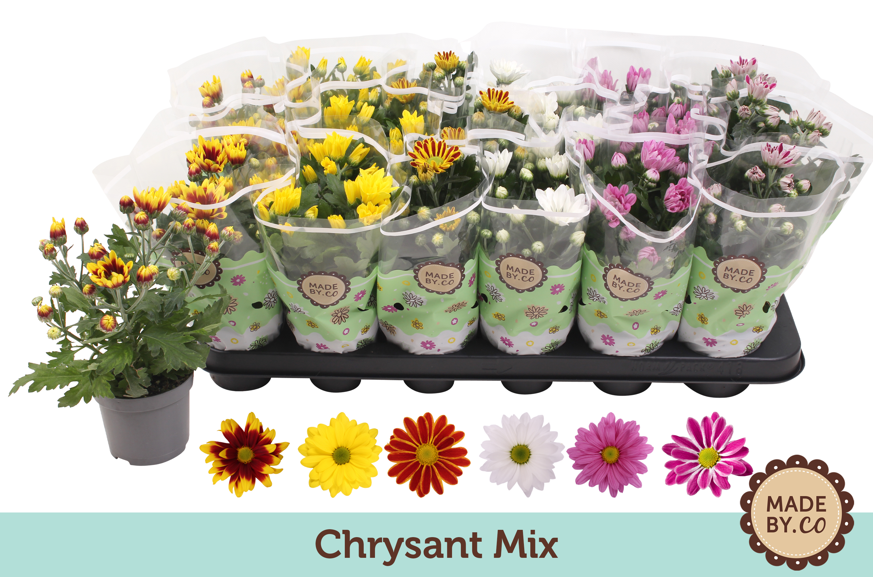 Picture of Chrysant in varieties P9 22CM