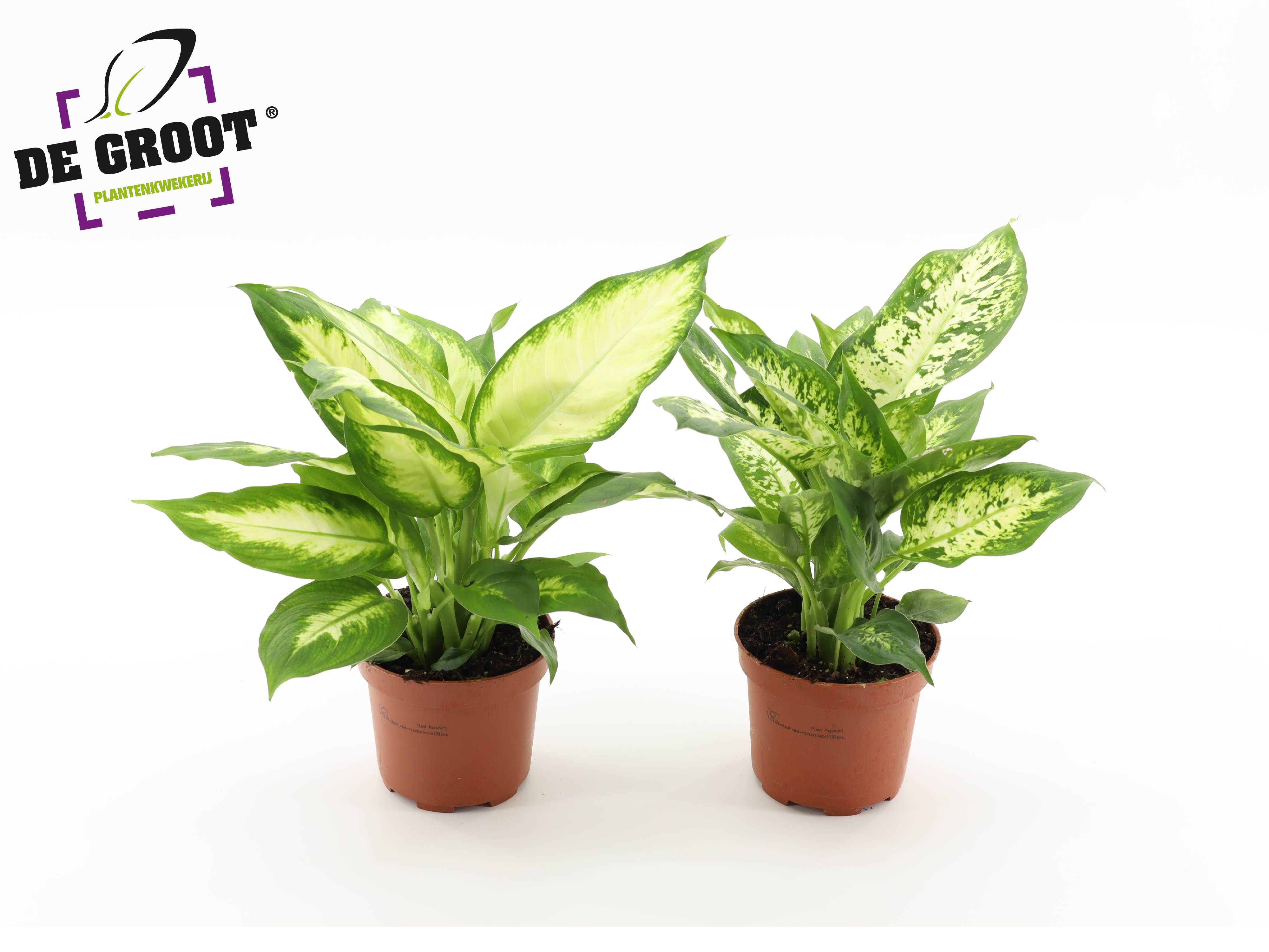Dieffenbachia Mix