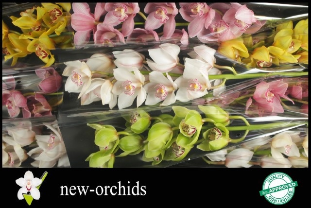 Cymbidium Asst 9bl